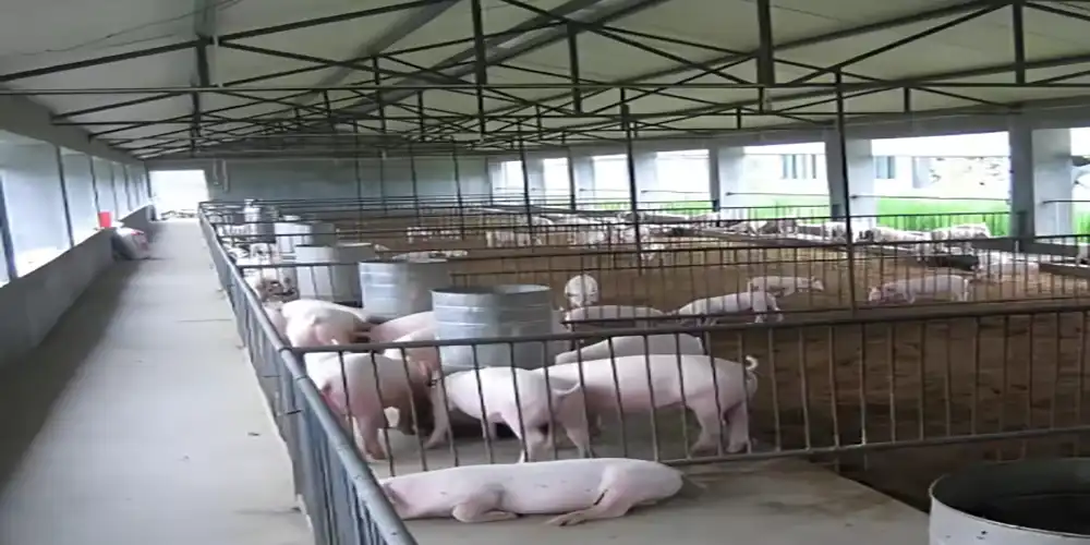 Efficient Steel Pig House Steel Structure for Healthy Herd Growth